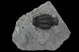 Asaphiscus Trilobite Molt - Wheeler Shale, Utah #97176-1